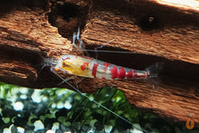 Lade das Bild in den Galerie-Viewer, Calceo Bee OE Garnele | Golden Dragon Orange Eye | Caridina sp. im Garnelenaquarium
