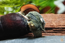 Lade das Bild in den Galerie-Viewer, Cappuccino Schnecke / Turmdeckelschnecke | TDS | Faunus ater im Garnelenaquarium
