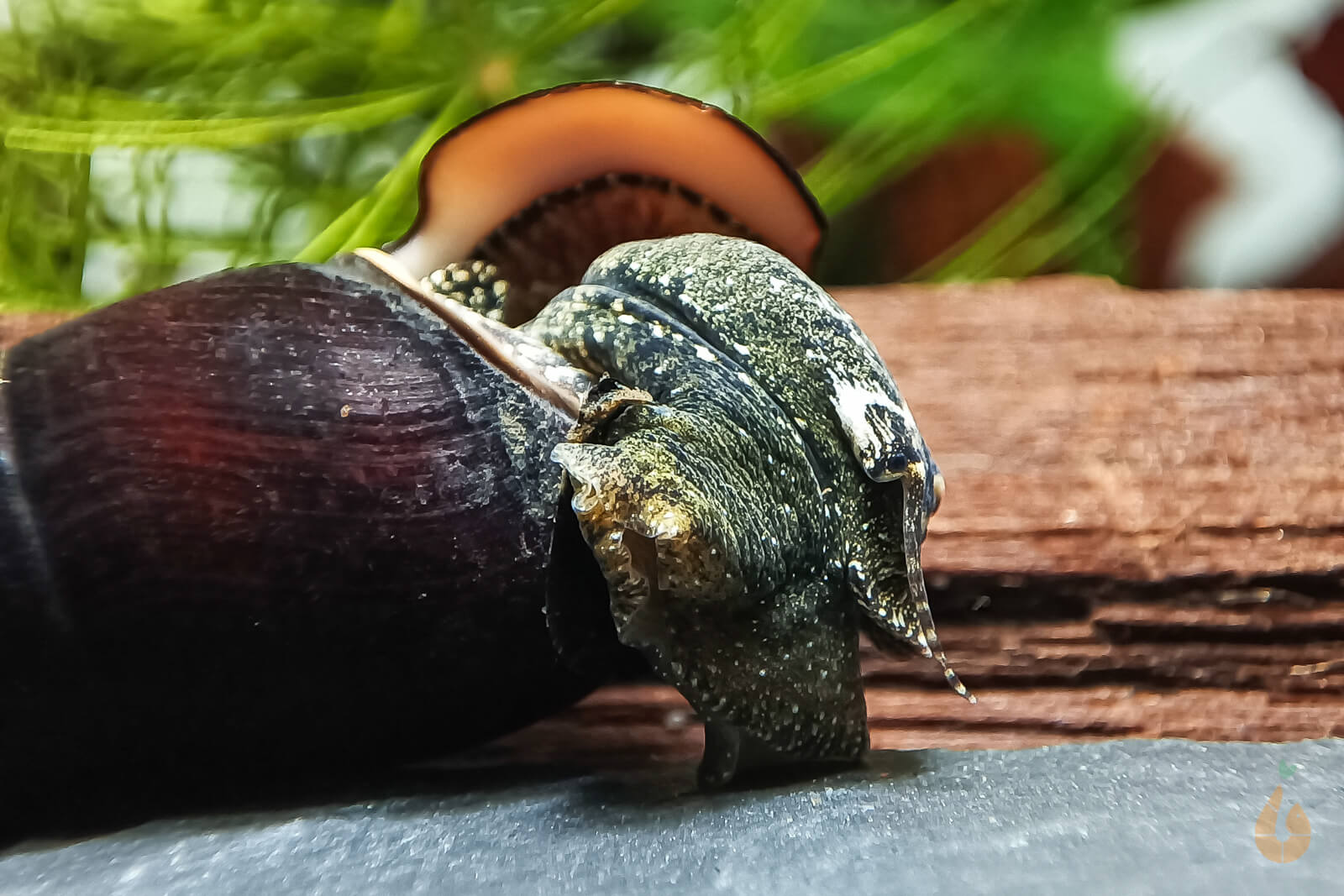 Cappuccino Schnecke / Turmdeckelschnecke | TDS