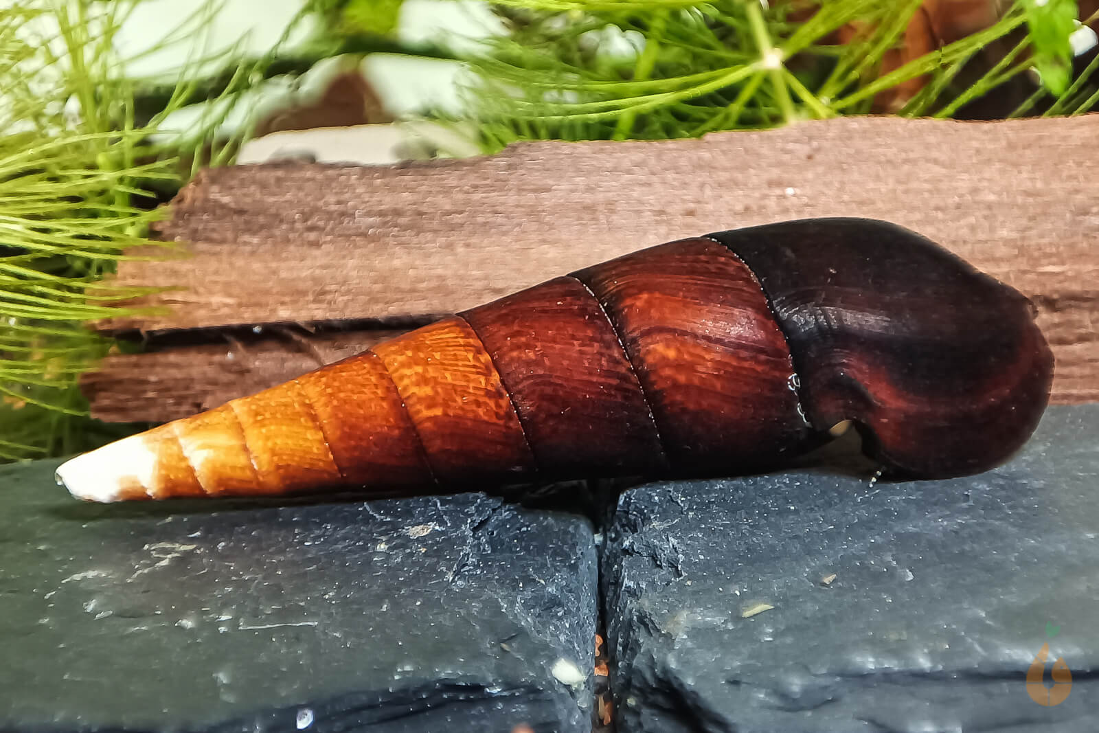 Cappuccino Schnecke / Turmdeckelschnecke | TDS | Faunus ater im Aquarium