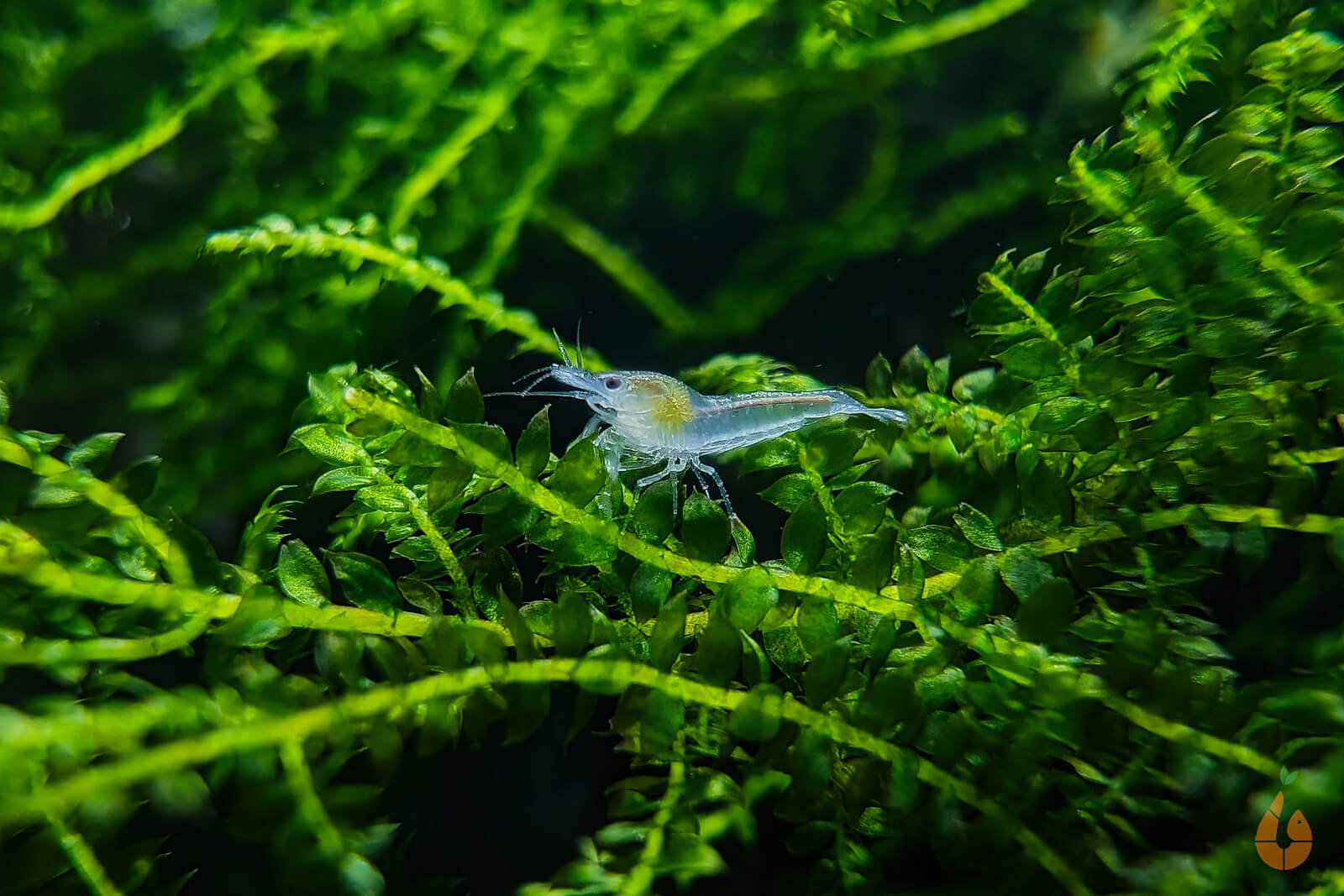 Creeping Moos | Vesicularia sp. 