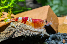 Lade das Bild in den Galerie-Viewer, Crystal Red Garnele / Bienengarnele | Caridina logemanni &quot;Crystal red&quot; im Schneckenaquarium
