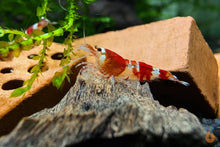 Lade das Bild in den Galerie-Viewer, Crystal Red Garnele / Bienengarnele | Caridina logemanni &quot;Crystal red&quot; im Aquascaping Aquarium
