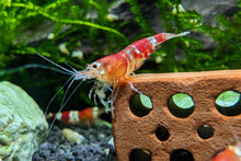Lade das Bild in den Galerie-Viewer, Crystal Red Garnele / Bienengarnele | Caridina logemanni &quot;Crystal red&quot; im Aquascape Aquarium
