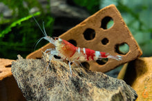 Lade das Bild in den Galerie-Viewer, Crystal Red Garnele / Bienengarnele | Caridina logemanni &quot;Crystal red&quot; im Garnelenaquarium

