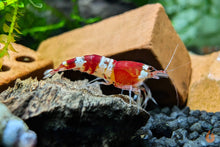 Lade das Bild in den Galerie-Viewer, Crystal Red Garnele / Bienengarnele | Caridina logemanni &quot;Crystal red&quot; im Nano Aquarium
