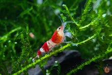 Lade das Bild in den Galerie-Viewer, Crystal Red Garnele / Bienengarnele | Caridina logemanni &quot;Crystal red&quot; auf Aquariummoos
