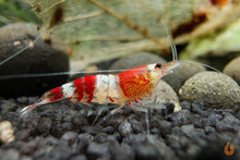 Lade das Bild in den Galerie-Viewer, Crystal Red Garnele / Bienengarnele | Caridina logemanni &quot;Crystal red&quot; im Nanoaquarium
