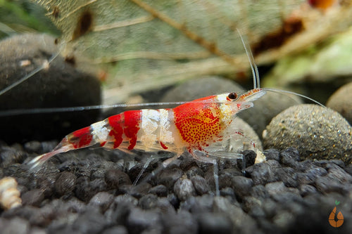 Crystal Red Garnele / Bienengarnele | Caridina logemanni 