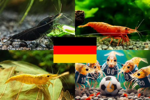 Bunter Neocaridina Garnelen Party-Mix | Team DEUTSCHLAND | 10+1 & kostenlose Probe für das Aquarium
