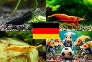 Bunter Neocaridina Garnelen Party-Mix | Team DEUTSCHLAND | 10+1 & kostenlose Probe für das Aquarium