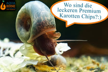 Lade das Bild in den Galerie-Viewer, Die blaue PHS Wasserschnecke frisst gerne die Premium Karotten Chips von Aqua Birne
