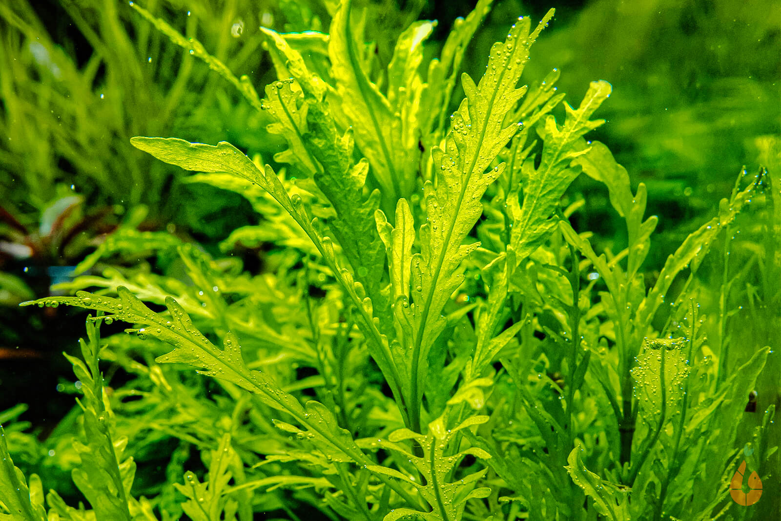 Duftender Wasserfreund Hygrophila odora In Vitro Aquariumpflanze