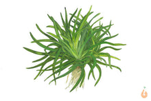 Lade das Bild in den Galerie-Viewer, Eriocaulon sp. Vietnam | Tropica Wasserpflanze / Topfpflanze
