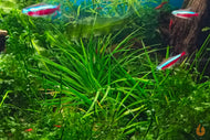 Eriocaulon sp. Vietnam | Wasserpflanze / Topfpflanze im Aquarium