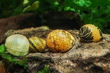 Lade das Bild in den Galerie-Viewer, Bunter Geweihschnecken / Hörnchenschnecken Mix | Clithon sp. im Garnelen Aquarium
