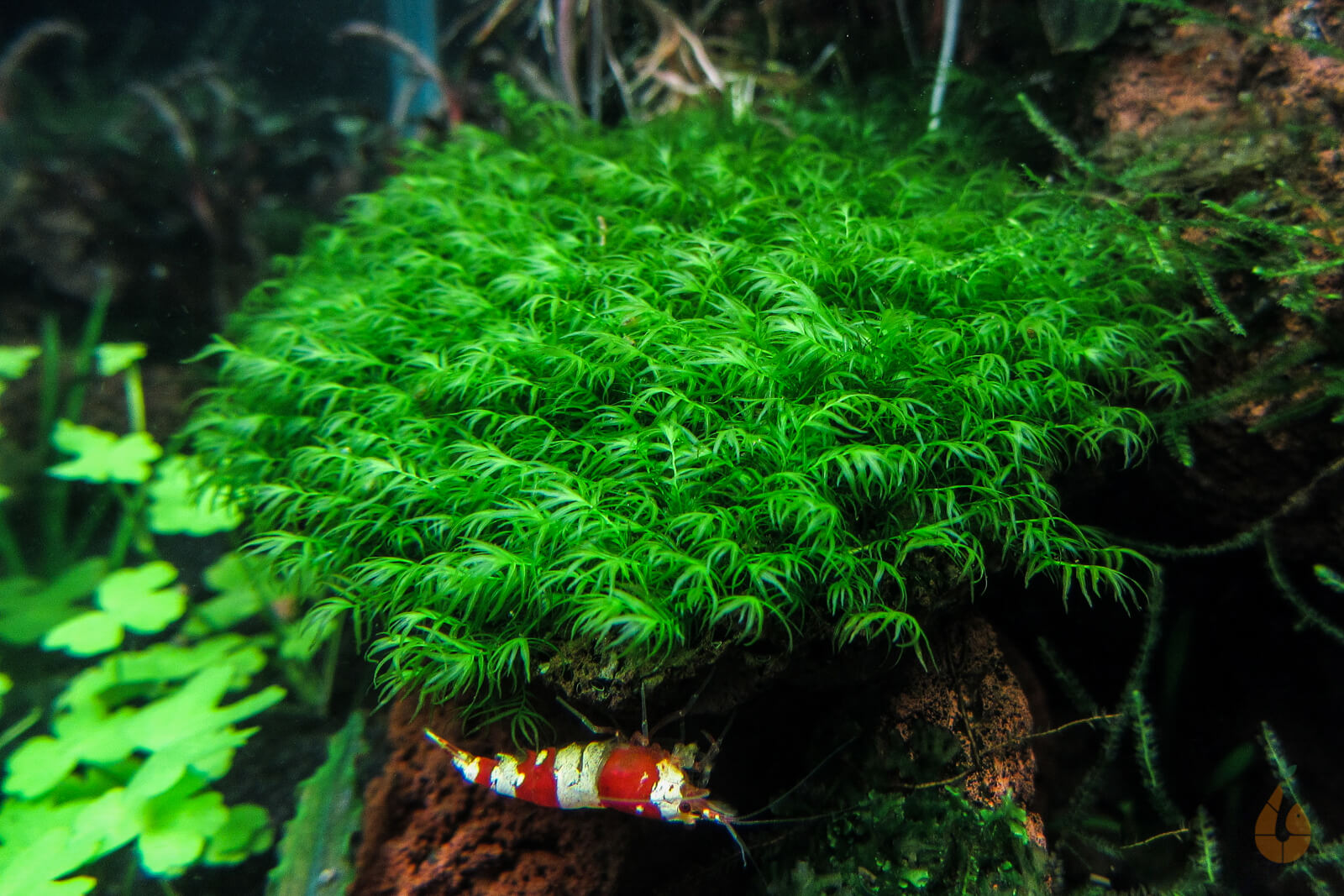 Phönixmoos | Fissidens fontanus 