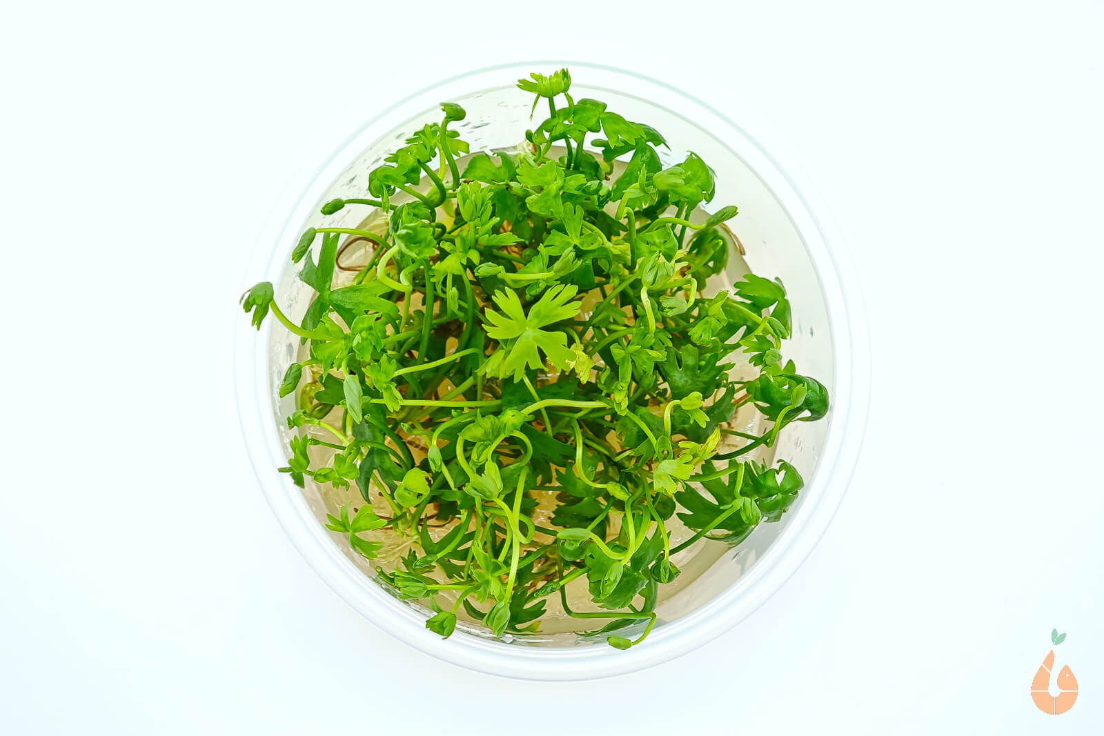 Fluss Hahnenfuss  Ranunculus inundatus  In Vitro Aquariumpflanze XL Becher