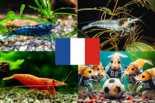 Bunter Neocaridina Garnelen Party-Mix | Team FRANKREICH | 10+1 & kostenlose Probe für das Aquarium