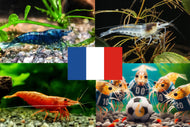 Bunter Neocaridina Garnelen Party-Mix | Team FRANKREICH | 10+1 & kostenlose Probe für das Aquarium