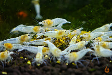 Lade das Bild in den Galerie-Viewer, Fütterungsbeispiel - Garnelen beim Fressen der Aqua Birne Futtersticks im Garnelenaquarium
