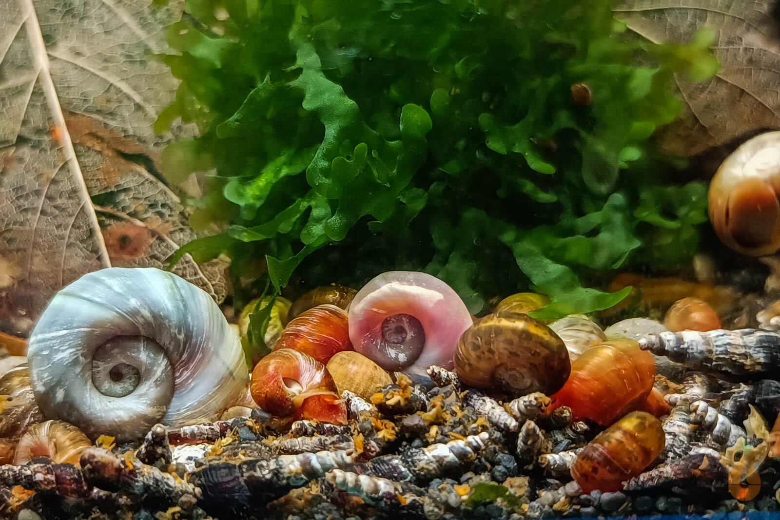 Futterschnecken als Lebendfutter | Posthornschnecken / Turmdeckelschnecken im Aquarium