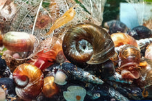Lade das Bild in den Galerie-Viewer, Futterschnecken als Lebendfutter | Posthornschnecken / Turmdeckelschnecken mit beschädigten Gehäusen
