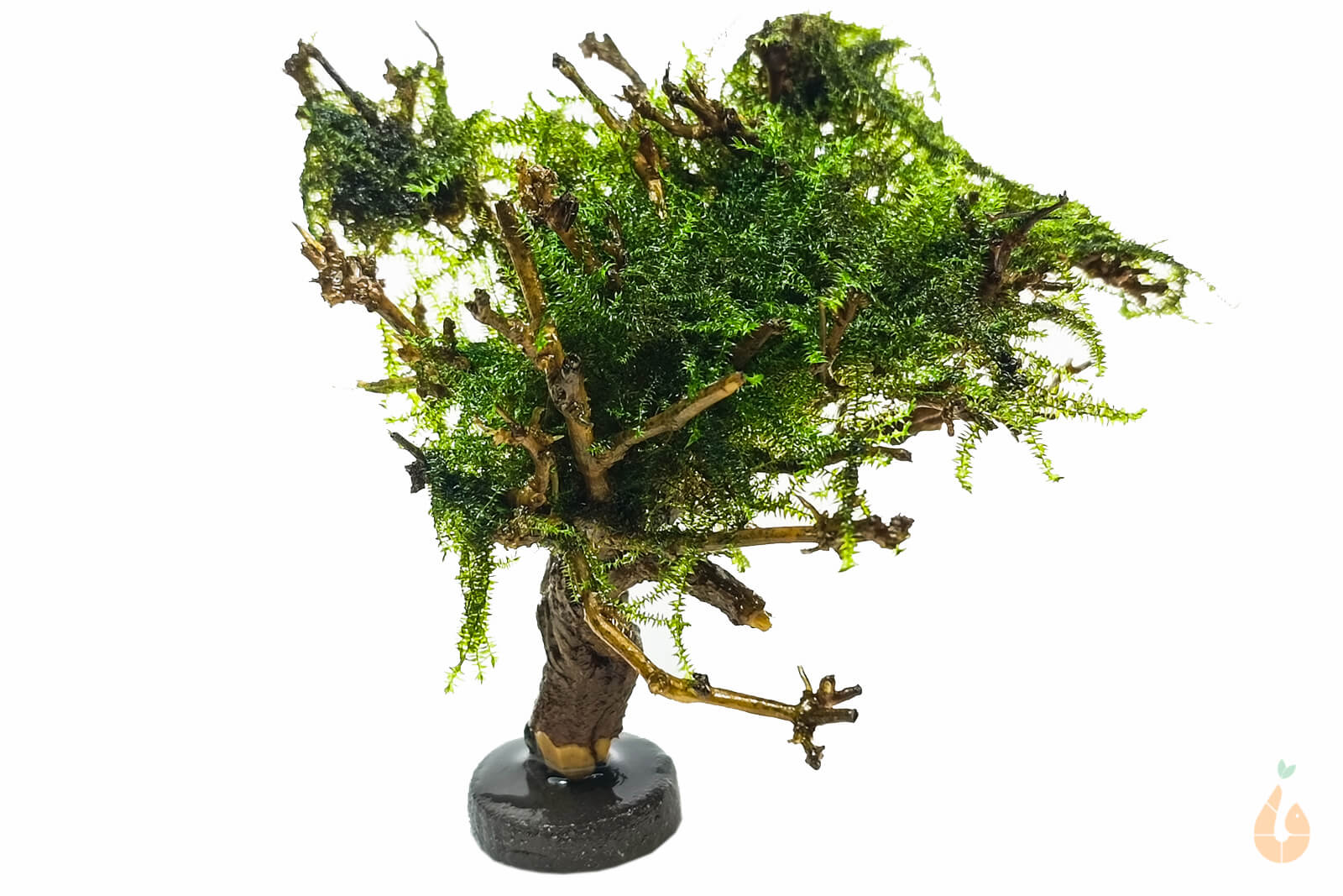 Wurzel-Birnes Überraschungs Garnelenbaum