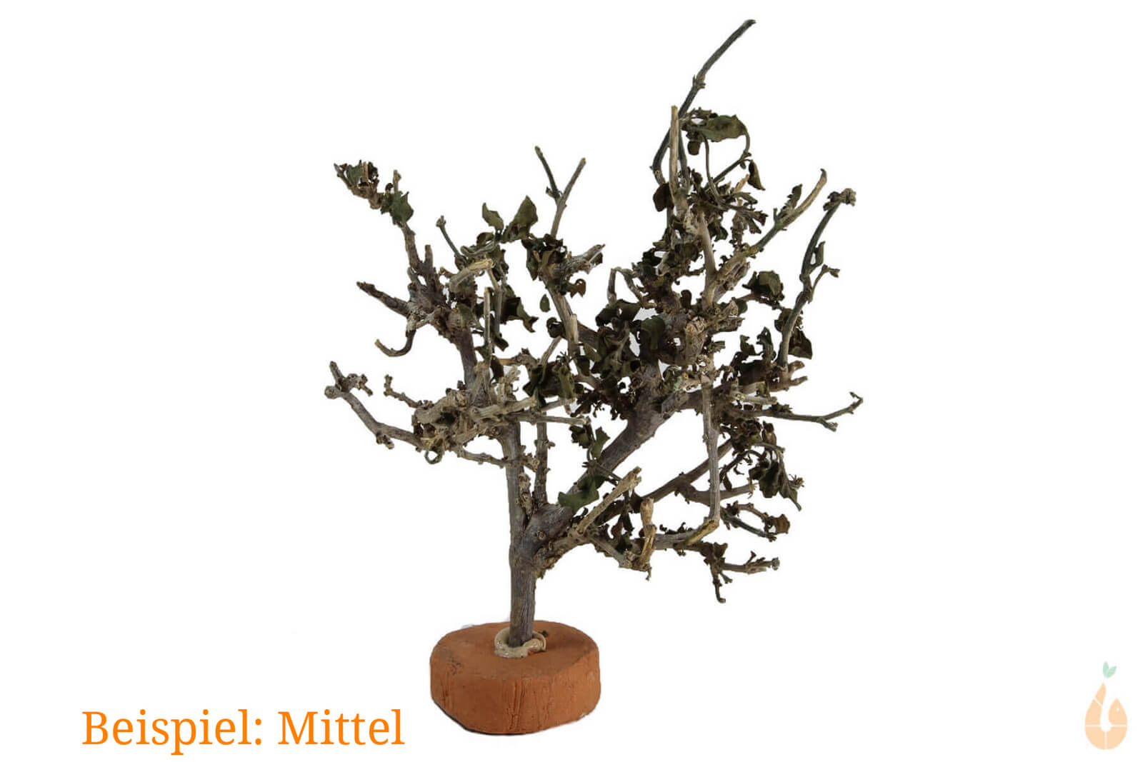 garnelen bonsai Wurzel-Birnes Überraschungs Garnelenbaum