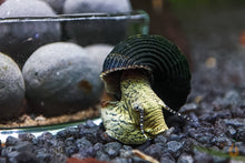 Lade das Bild in den Galerie-Viewer, Gelbe Mini Turmdeckelschnecke | Tylo TDS | Tylomelania sp. Yellow mini im Nano Aquarium
