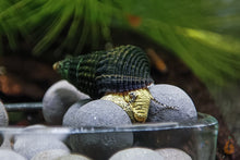 Lade das Bild in den Galerie-Viewer, Gelbe Mini Turmdeckelschnecke | Tylo TDS | Tylomelania sp. Yellow mini mit Premium Mineral Balls im Aquarium
