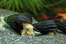 Lade das Bild in den Galerie-Viewer, Gelbe Mini Turmdeckelschnecke | Tylo TDS | Tylomelania sp. Yellow mini im Nanoaquarium
