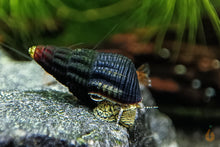 Lade das Bild in den Galerie-Viewer, Gelbe Mini Turmdeckelschnecke | Tylo TDS | Tylomelania sp. Yellow mini im Aquascape
