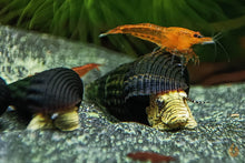 Lade das Bild in den Galerie-Viewer, Gelbe Mini Turmdeckelschnecke | Tylo TDS | Tylomelania sp. Yellow mini im Garnelenaquarium
