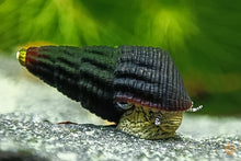 Lade das Bild in den Galerie-Viewer, Gelbe Mini Turmdeckelschnecke | Tylo TDS | Tylomelania sp. Yellow mini im Aquascaping Aquarium
