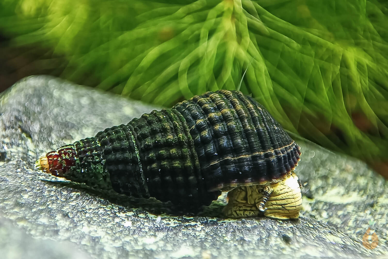 Gelbe Mini Turmdeckelschnecke | Tylo TDS | Tylomelania sp. Yellow mini im Aquarium