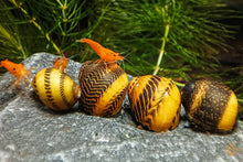 Lade das Bild in den Galerie-Viewer, Gelbe Rennschnecke / Napfschnecke | Vittina waigiensis im Aquarium
