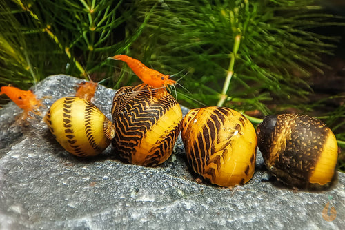 Gelbe Rennschnecke / Napfschnecke | Vittina waigiensis im Aquarium