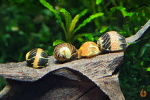 Lade das Bild in den Galerie-Viewer, Gemusterte Fancy Tiger Geweihschnecke | Clithon sp. im Schneckenaquarium

