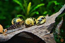 Lade das Bild in den Galerie-Viewer, Gemusterte Fancy Tiger Geweihschnecke | Clithon sp. im Garnelen Aquarium
