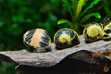 Lade das Bild in den Galerie-Viewer, Gemusterte Fancy Tiger Geweihschnecke | Clithon sp. im Nanoaquarium
