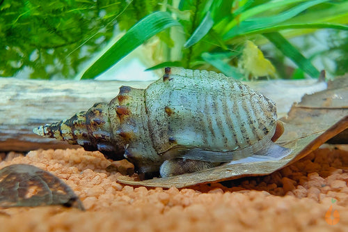 Gestachelte Turmdeckelschnecke / TDS | Thiara winteri im Aquarium