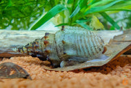 Gestachelte Turmdeckelschnecke / TDS | Thiara winteri im Aquarium
