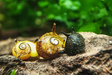 Lade das Bild in den Galerie-Viewer, Bunter Geweihschnecken / Hörnchenschnecken Mix | Clithon sp. im Schneckenaquarium
