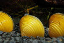 Lade das Bild in den Galerie-Viewer, Goldene Körbchenmuschel | Kaltwasser + Aquarium Muschel | Corbicula javanicus im Garnelen Aquarium
