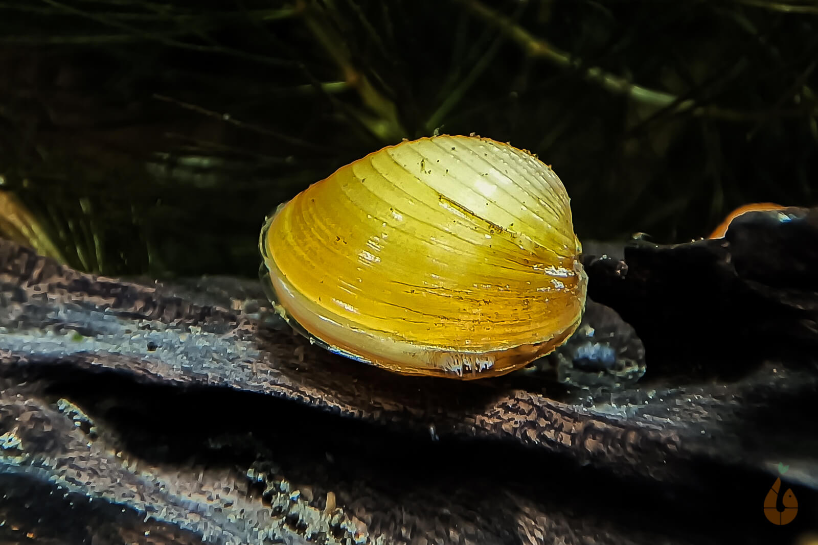 Goldene Körbchenmuschel | Kaltwasser + Aquarium Muschel | Corbicula javanicus im Aquarium