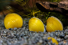 Lade das Bild in den Galerie-Viewer, Goldene Körbchenmuschel | Kaltwasser + Aquarium Muschel | Corbicula javanicus im Aquascaping Aquarium
