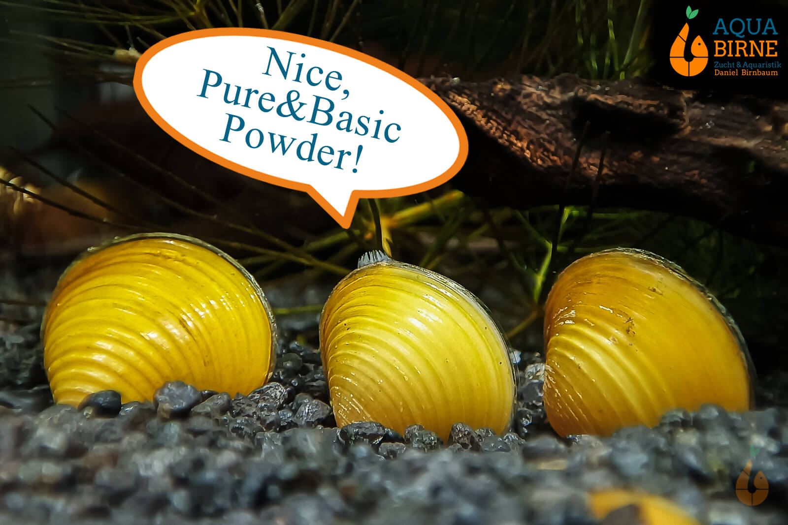 Goldene Körbchenmuschel | Kaltwasser + Aquarium Muschel