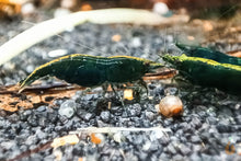 Lade das Bild in den Galerie-Viewer, Green Jade Extreme Garnele | Neocaridina davidi &quot;Green Jade&quot; Gruppenfoto mit Rückenstrich im Aquarium
