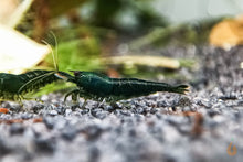 Lade das Bild in den Galerie-Viewer, Green Jade Extreme Garnele | Neocaridina davidi &quot;Green Jade&quot; im Nano Aquarium
